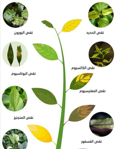 كيف تشخص اعراض نقص العناصر الغذائية في النباتات