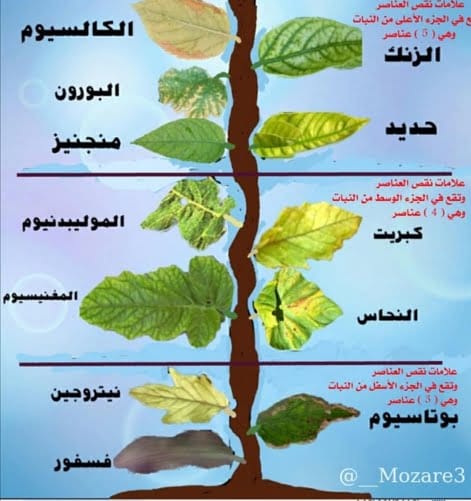 استعدادات كلية التربية للامتحان التنافسي للعام الدراسي 2020 _ 2021