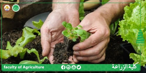ماذا نزرع في شهر كانون الأول