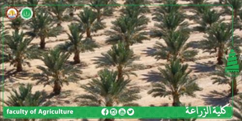 برنامج تحسين أصناف النخيل