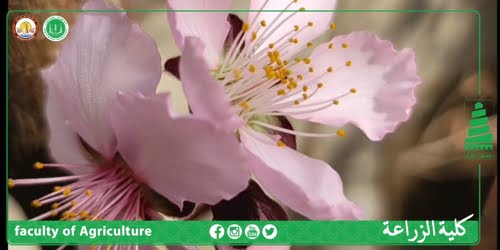 شجرة الكارنيم Garnem  (بالتعاون مع شركة اعالي دجلة)