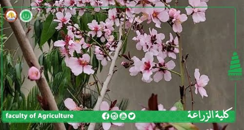 زراعة شجرة الكارنيم بالاقلام (بالتعاون مع شركة أعالي دجلة)