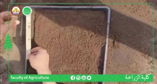 زراعة  شجرة الستونيا – Alstonia Scholaris للطالب عباس سلمان جواد