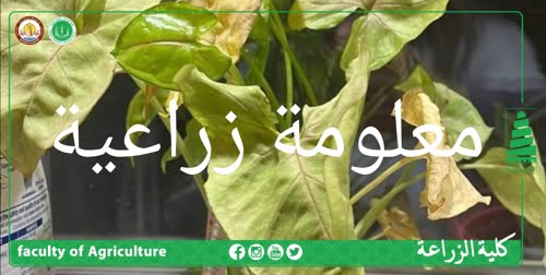 معلومة زراعية (اهم أسباب احتراق حواف أوراق النباتات الداخلية)